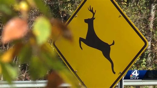 Car crashes with deer in SC increased 134% from 2020 to 2021: What you need to know to stay safe