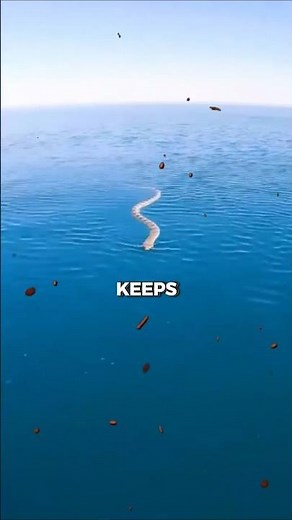Why Does This Sea Snake Keep Approaching You? 🌊🐍😨 #viral #facts