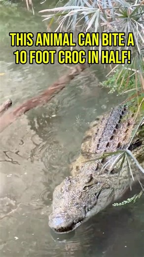 The Animal That Could Crush a Human Leg with One Bite! ⚡