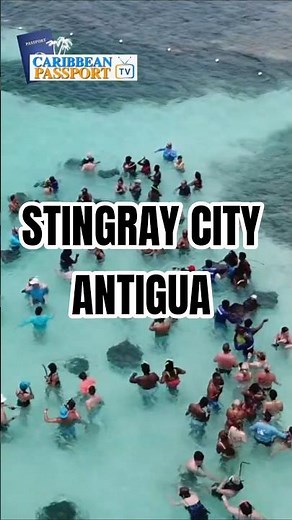 Swimming with Rays in Antigua!! #caribbean #travel #stingray