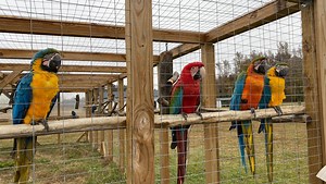 Parrot Sanctuary offers refuge for feathered friends