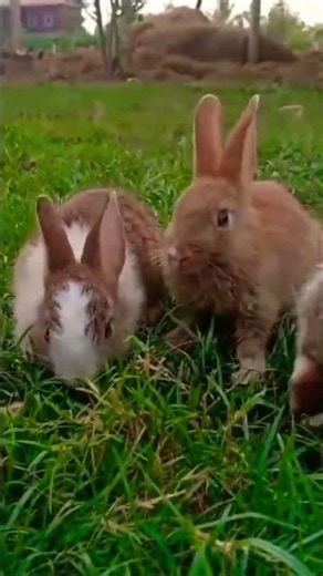 Catching the mind - Beautifull Rabbits eating. Original Video #shorts