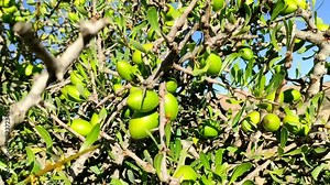 Argan tree (Argania Spinosa) branches with ripe nuts and green leaves. Nuts give the famous Argan oil that is rich in fatty acids and is used in cooking and cosmetics for a healthy lifestyle. Morocco