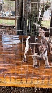 Triple One’s Chocolate Covered Peanut (Creek x Coco) and Triple One’s Strawberry Wine(Smoke x Whiskey) #tripleonekennels #huntingdog #puppies #redtick #rabbitdog #puppy #beagles #rabbitdogs #chocolate #hunting | Triple One Kennels