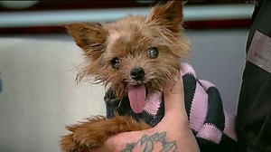 Pet of the week: Meet Velma