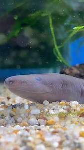 Check out these cool Salamanders 🤩 Two-toed Amphiuma available now in our freshwater department! . . . #petkingdomsd #amphiuma #amphiumameans #salamander #twotoedamphiuma #salamanders #eel #snake #petsalamander #congereel #congosnake #amphibians #amphibia #worm #bigworm #petworm #petstagram #tropicalfishstore #petkingdom | Pet Kingdom