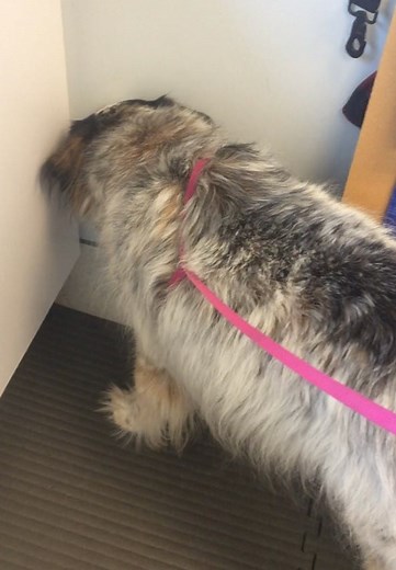 7 Reasons Why Your Dog is Pressing Its Head Against the Wall | Southeast Veterinary Neurology