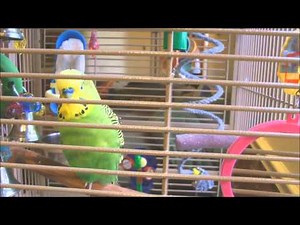 Disco Sings the Stones - and Prospers