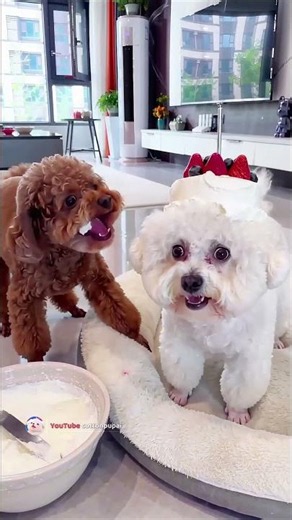 🤣 Bichon Flattens the Cake… Then Wakes Up as One! 🎂😂 #shorts #funnydogs #dogcomedy #puppy #cutedog