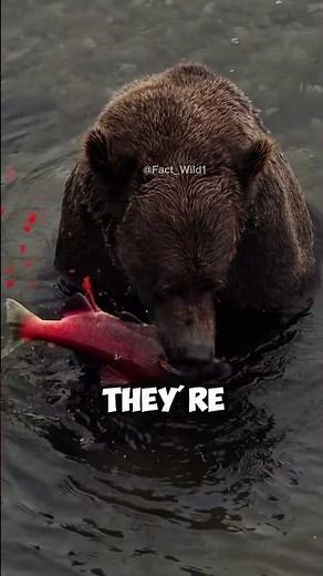 The survival strategy bears use before hibernation