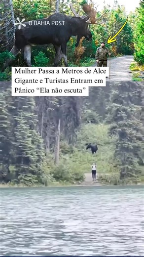Jornal O Bahia Post on Instagram: "Siga @obahiapost | Uma cena tensa e inusitada chamou a atenção de turistas em um parque natural no exterior e rapidamente repercutiu nas redes sociais. Uma mulher caminhava distraída pela área quando passou a poucos metros de um alce — animal conhecido pelo grande porte, força extrema e potencial de ataque quando se sente ameaçado. Nas imagens, é possível ouvir o desespero das pessoas que observavam a situação. Turistas começam a gritar e alertar a mulher, teme