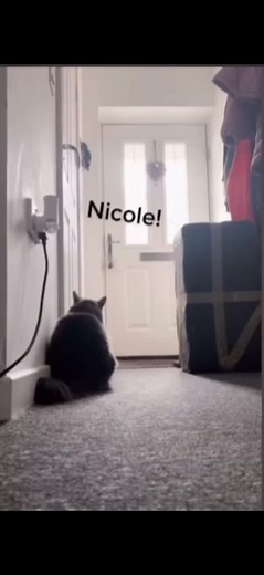 Talking Cat Calls for Nicole | Funny and Cute Cat Video