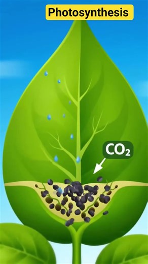 Photosynthesis l How leaf makes food l Photosynthesis process #sciencefacts #sciencevisuals