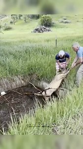 These kind men found a baby deer stuck in an irrigation system. “Come to the rescue with love, and peace will follow.”🦌 ♥️ #animallovers #animalsaver #animalsaddict #animallove #animalife #rescueanimals #deer #veganfortheanimals #vegangreenplanet | Vegan Green Planet