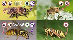 How to tell the difference between bees, flies, wasps, and moths