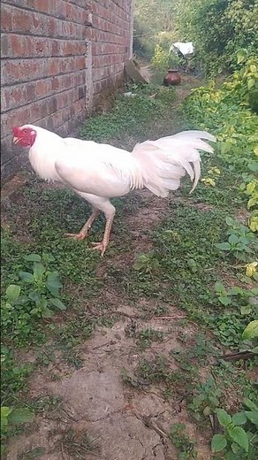 Aseel murga the ultimate attitude showcase 🐔🔥#aseelmurga