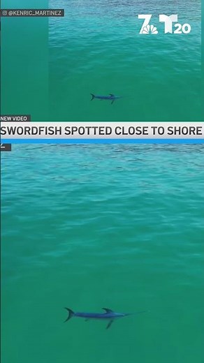 Drone video captures rare swordfish sighted off La Jolla coastline
