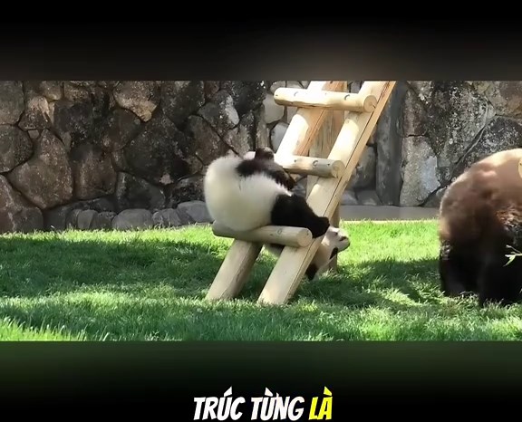 Pets Vui Nhộn trên TikTok