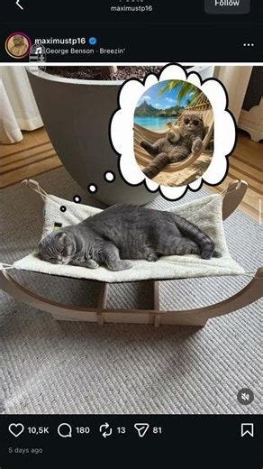 A belga miniszterelnökkel és a macskájával Brüsszelben 😸😹🐱