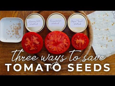 Three Ways to Save Tomato Seeds: Washing Soda Method, Fermentation, and Using Paper Towels