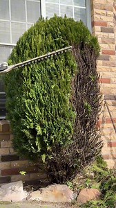 21K views · 99 reactions | Stage 1 of removing a conifer. Should I dig out the stump or get a stump grinder? | All About Grass and Gardens | Facebook