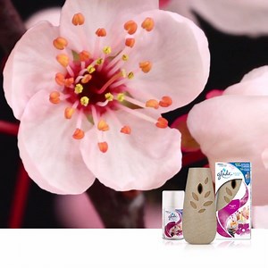 Open up to tranquility with our Relaxing Zen scent. Feel peaceful. #FeelGlade | Glade