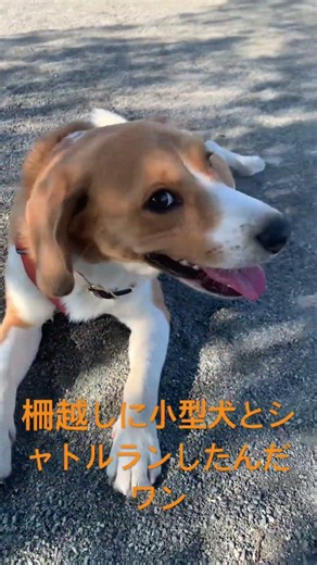 柵越しに小型犬とシャトルランしたんだワン #ビーグル #レッドアンドホワイト #ドッグラン#2歳3ヶ月