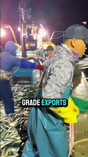 Ranched Yellowfin Tuna #fishing #fishingadventure #fish