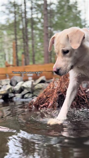 Choosing the Best Dog Toy: Tennis Ball vs. Buzz Ball