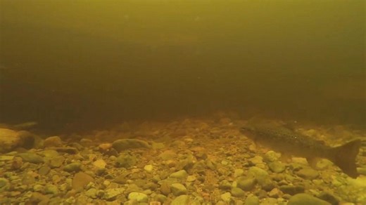Video Slithering ‘eel-shaped’ creature appears in Loch Ness
