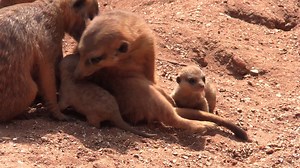 The meerkat mob has grown by two! Kiki's pups, born on February 17, have started emerging from their underground burrows to experience the Florida sunshine. | Brevard Zoo