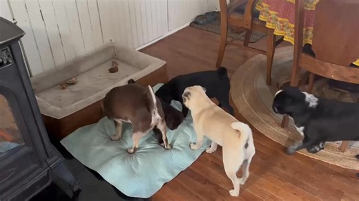 1.3K views · 69 reactions | The Crites crew LOL | Pug Mugs | Facebook