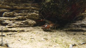 Underwater footage of signal crayfish (Pacifastacus leniusculus) is a North American species of crayfish. Invasive species. Clear river habitat.