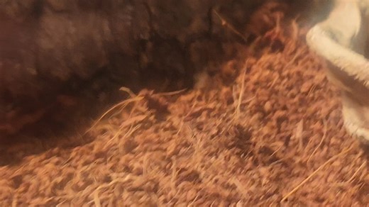 PacMan Frog feeding time. | TK Aquatics