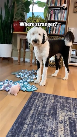 10K views · 102 reactions | Do you ever wish your dog could tell you what's wrong? Bunny does just that using communication buttons in this incredible video from Whataboutbunny!  | Principal Secret® Created by Victoria Principal | Facebook