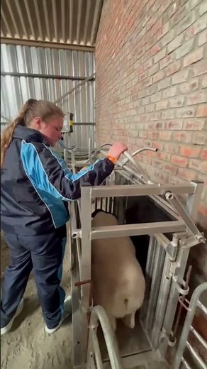 Drafting sheep doesn’t need to be a workout. 💪🐑