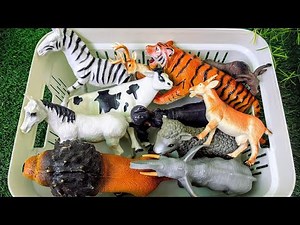 Zoo vs Farm Animals | Who Lives Where? Fun Animal Learning for Kids!