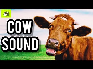 Cow Sound Effect