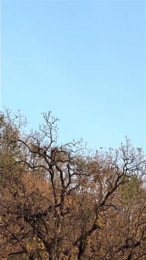 Grey hornbill call,Devgadh baria