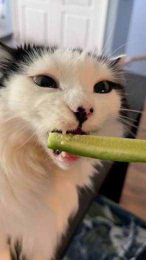 17K views · 18K reactions | Chomping 勒 #asmr #catsandcucumbers #cats | The Oreo Cat | Facebook