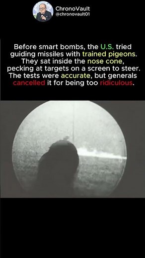 Pigeon Bomb That Had Cancelled #shorts