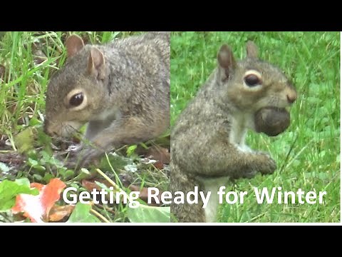 Squirrels Collecting & Hiding their Nuts for Winter I squirrel closeup videos