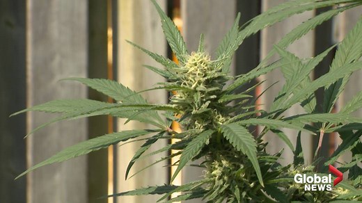 Home growers still find legal seed hard to buy