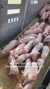 Step into the daily life of Illinois pig farmer, Nate Weaver. From early morning feedings to high-tech tools at his fingertips, discover how Nate blends tradition with innovation to give every pig the attention and nutrition it needs. Farming has never looked so forward-thinking. #porkmonth #porktober #WA96 #farmersofillinois #illinoisfarmers #illinoisfarmfamilies | Illinois Farm Families