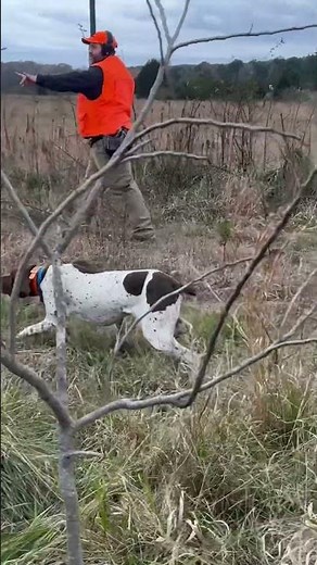Hunting German shorthaired pointer Quint is on running birds #gsp