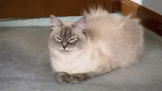 Too Cute! S01:E04 - Kittens and Pocket Pets