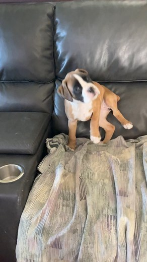 Yuki, the happy boxer puppy | Boxer Madness