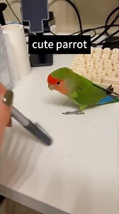 Parrot doing funny stunts and doing funny talking watch till the end is so cute 🥰🥰🥰🥰 #parrots #petparrot #parrotlife #pets #Amazing #amazingvideo #funny #funnyvideos #funnyreels #cute #cutebaby #cuteanimals #fun #stunt #fypシ #virals #videos #viralpost2025シ #viralreelsシ #videoviralシ #viralreelsfb #reelsfypシ #viralreelsfacebook #parrotsoftiktok #catsoftiktok #funnymoments | Stunts Thrilling TV