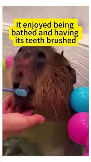 I Rescued a 'Giant Rat' from a Sewer—Next Day It Moved Into My House and Became the Family Favorite!