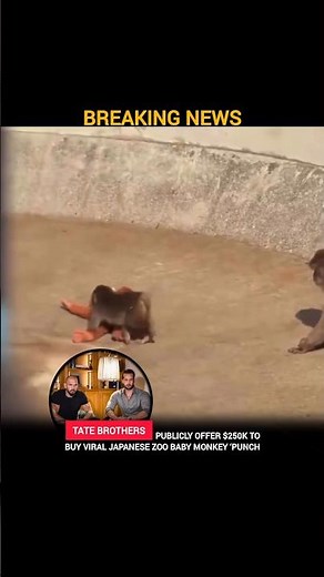 Tate Brothers Publicly Offer $250K to Buy Viral Baby Monkey in Japan #monkey #viralmonkey #punch